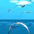 海鹰