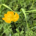 付苹果